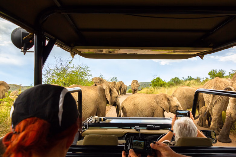South Africa Highlights | A Journey of Game Drives and Coastal Escapes
